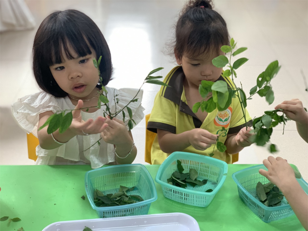 Hình ảnh các bé lớp C3 thực hành tuốt rau ngót